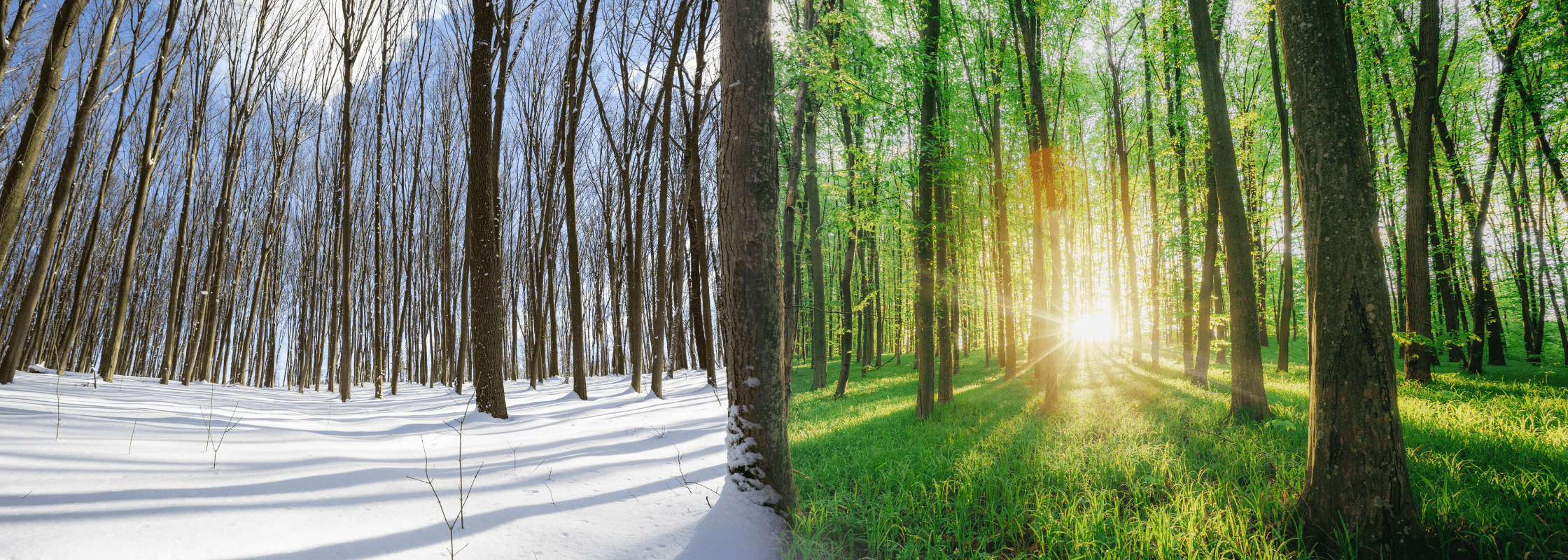 Humidity in Your Home: Summer vs Winter in Grande Prairie